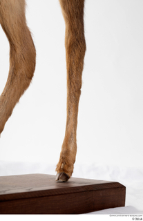 Deer doe leg 0029.jpg